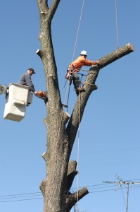 Tree Trimming Frisco, Texas