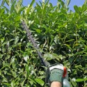 Frisco Hedge Trimming