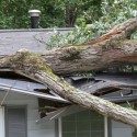 Frisco Emergency Tree Service