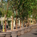 Frisco Tree Planting