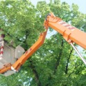 Frisco Tree Trimming