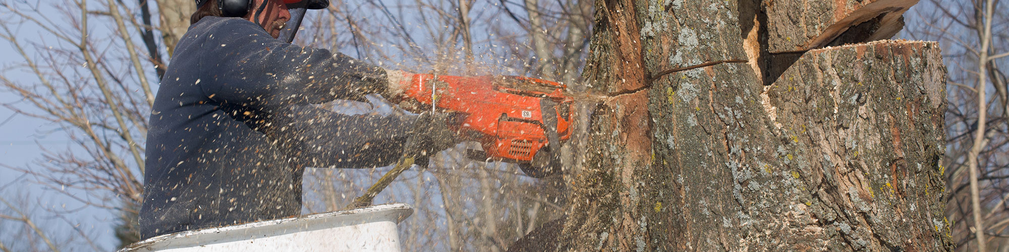 Tree Trimming Frisco, Texas