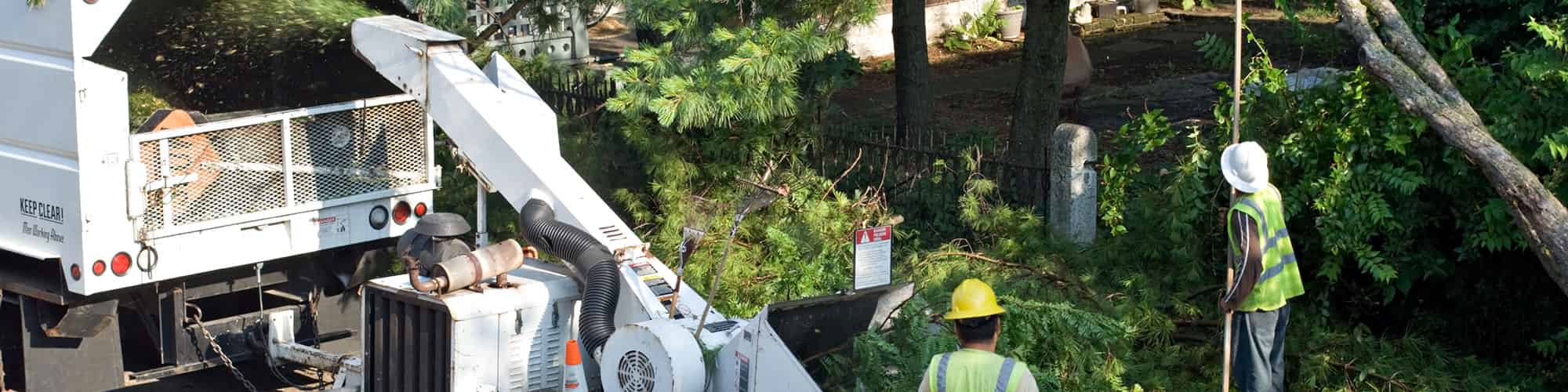 Professional Tree Service Frisco, Texas