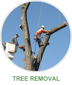 Tree Removal Frisco, TX