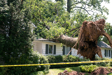 Frisco Tree Removal