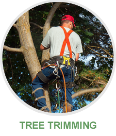 Frisco Tree Services